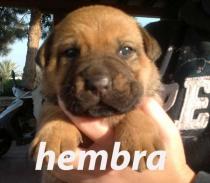 Los bebes de Cora todos adoptados Los bebes de Cora todos adoptados