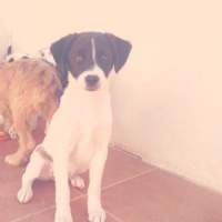 Kyra y Muca PERDIDAS Kyra y Muca PERDIDAS