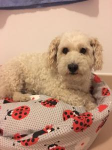 Roko el Caniche Roko el Caniche