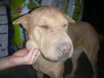 Mestiza SHARPEI Mestiza SHARPEI