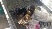 7 cachorros abandonados a su suerte -ADOPTADOS!! 7 cachorros abandonados a su suerte -ADOPTADOS!!