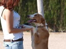 Joker- Adoptado Joker- Adoptado