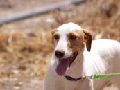 Thor EN ADOPCIÓN