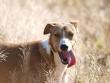 Rudy - Adopcion a traves de El Cobijo