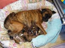 8 Cachorros Boxer 8 Cachorros Boxer