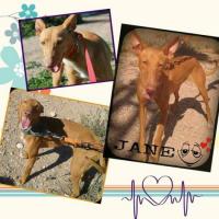 Jane Jane