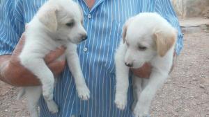 Kiko y koko y Mami Kiko y koko y Mami