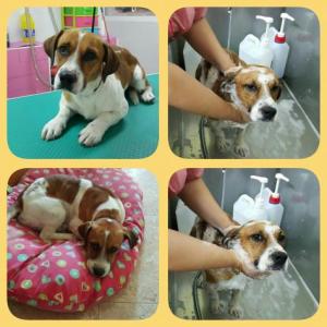 Beagle Beagle