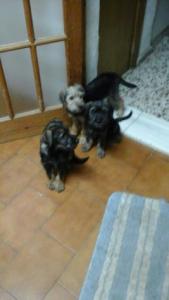 Teckels (2 hembras 1 macho) Teckels (2 hembras 1 macho)