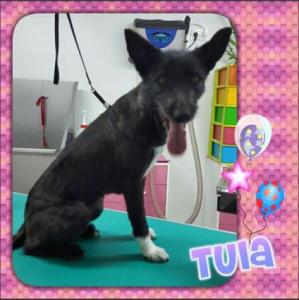 Tula Tula