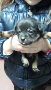 Lupo, Tilo y Niko Lupo, Tilo y Niko