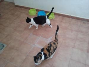 Tiso y Tusi Tiso y Tusi