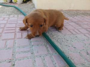 cachorritosPodenco cachorritosPodenco