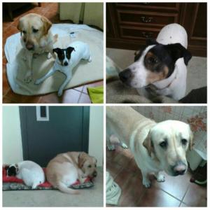 Buscan adopcion Conjunta Buscan adopcion Conjunta