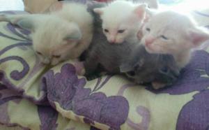 Gatitos Gatitos