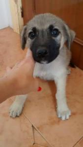 3Cachorros Totana 3Cachorros Totana