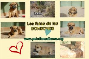 cachorros BOMBONES cachorros BOMBONES