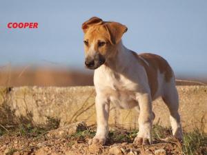 Cooper Cooper
