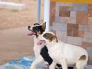 Rocky y Dino