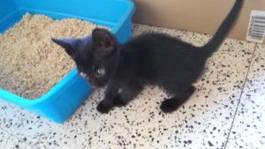 gatito gatito