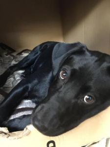 Cachorro cruce labrador Cachorro cruce labrador