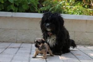 Caso externo. CACHORRITOS NOA Caso externo. CACHORRITOS NOA