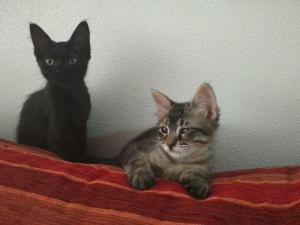 Negrita (hembra) y Pirata (macho) Negrita (hembra) y Pirata (macho)