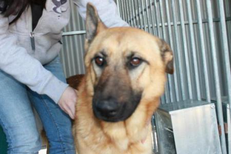 Freddy - DESAPARECIDO - no nos confirman ni sacrificio ni adopción Freddy - DESAPARECIDO - no nos confirman ni sacrificio ni adopción