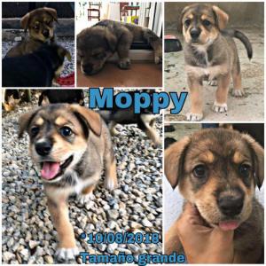 Moppy Moppy