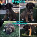 Regaliz