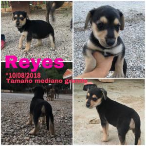 Reyes Reyes