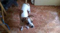 perrita Encontrada perrita Encontrada