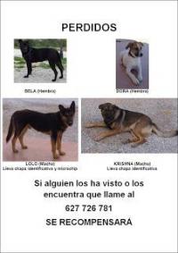 Perdidos o Robados en Pliego Perdidos o Robados en Pliego