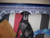 Perrita Ruth Perrita Ruth