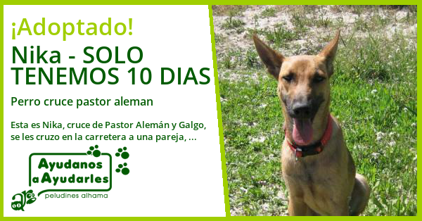 Peludines Alhama Adopción De Nika Solo Tenemos 10 Dias