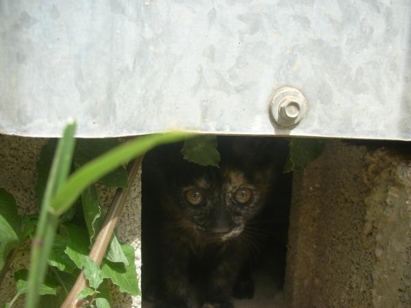 Gatitos - VIVEN EN UN TRANSPORTIN