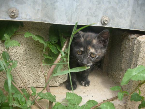 Gatitos - VIVEN EN UN TRANSPORTIN