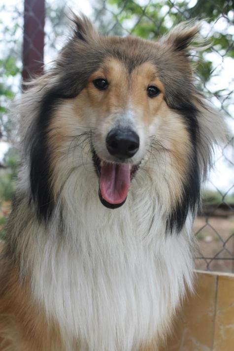 Collie