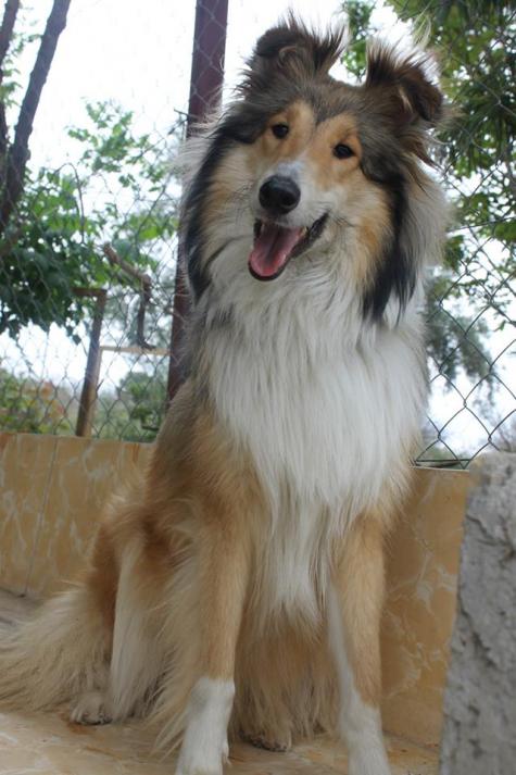 Collie