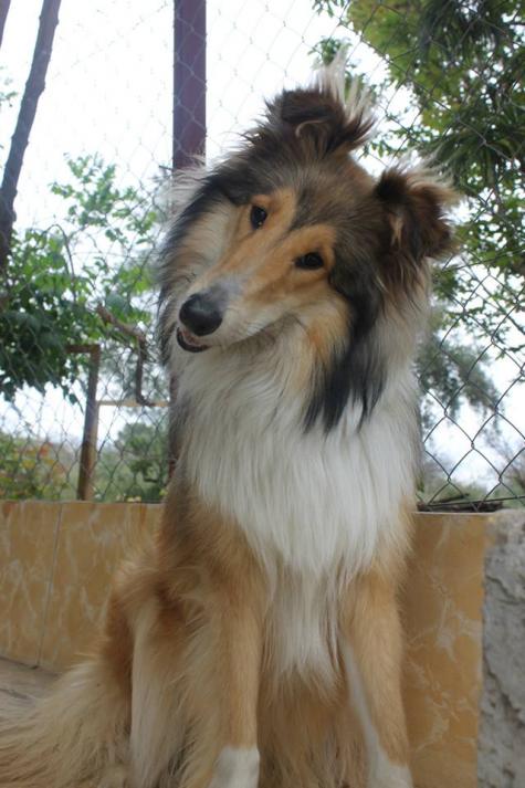 Collie