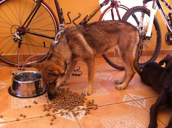 Cachorra- URGENTE ACOGIDA