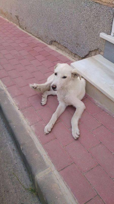 Cachorrete en la CALLE - SOLUCIONADO