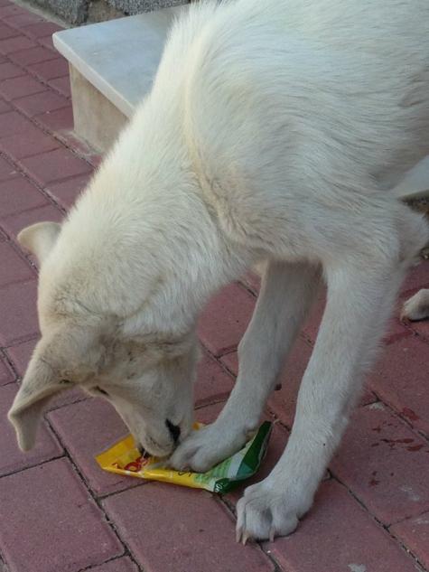 Cachorrete en la CALLE - SOLUCIONADO