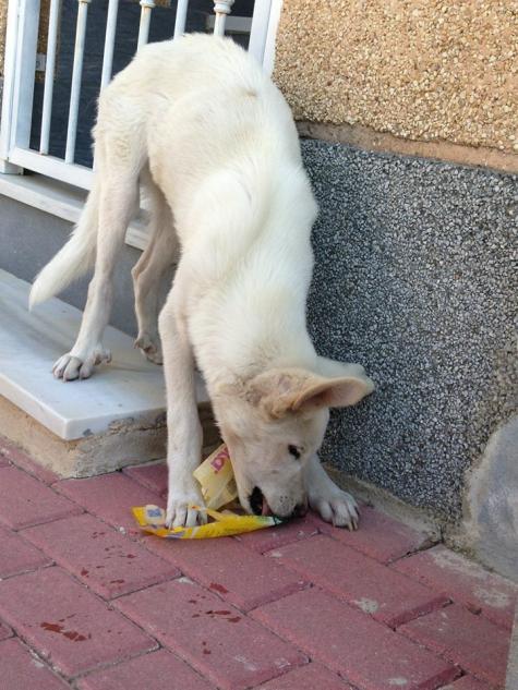 Cachorrete en la CALLE - SOLUCIONADO