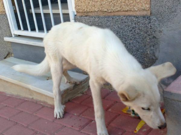 Cachorrete en la CALLE - SOLUCIONADO