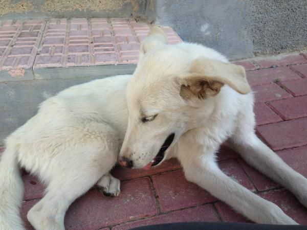 Cachorrete en la CALLE - SOLUCIONADO