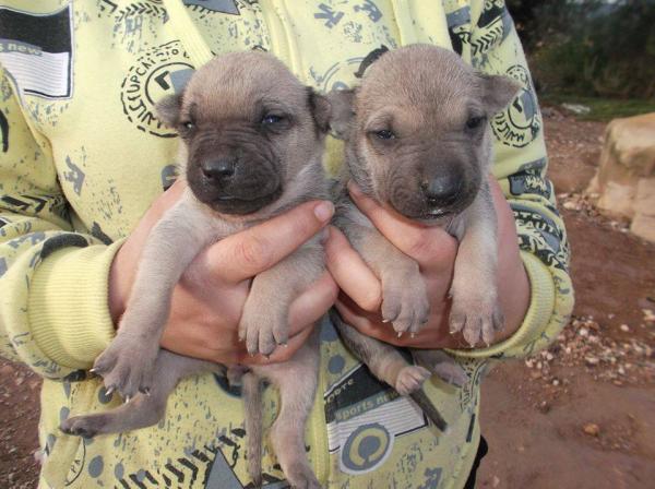 10 cachorros (2 camadas mas)