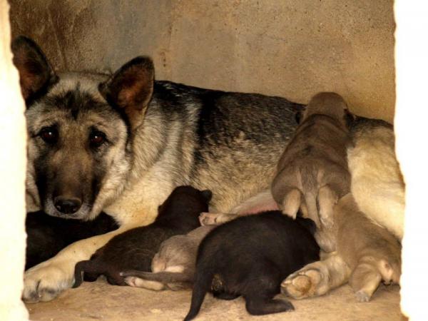 10 cachorros (2 camadas mas)