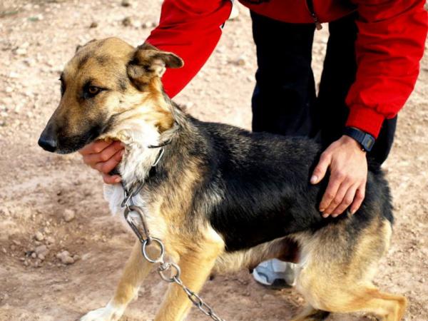 10 cachorros (2 camadas mas)