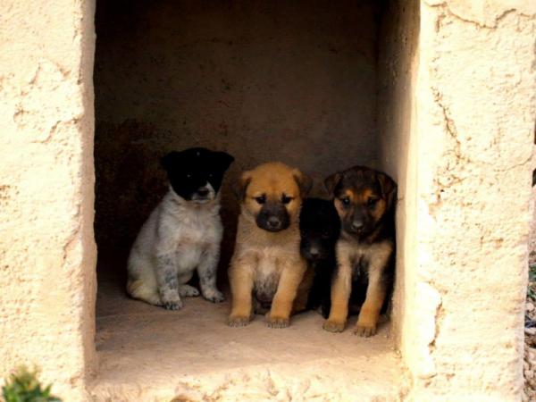 10 cachorros (2 camadas mas)